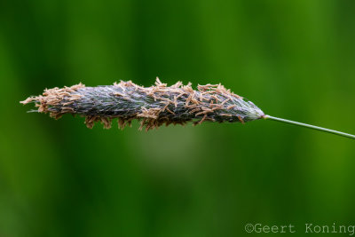 _5D35082.jpg