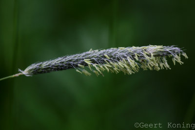 _5D34937.jpg