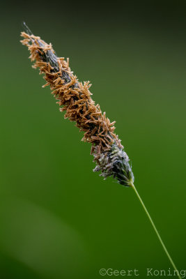 _5D34948.jpg
