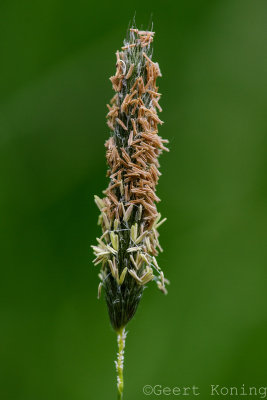_5D34954.jpg