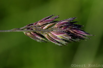 _5D35108.jpg