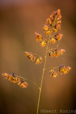 _MG_6080.jpg