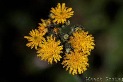 _5D35253.jpg