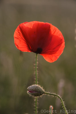 _MG_6366.jpg