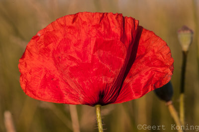 _MG_7310.jpg
