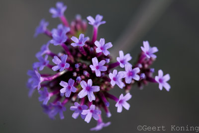 _MG_5902.jpg