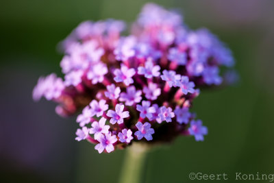 _MG_6591.jpg