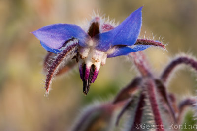Borage/Komkommerkruid