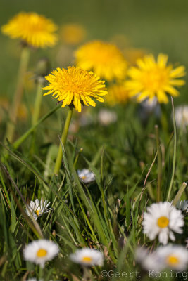 _MG_7044.jpg