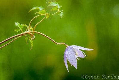 Clematis
