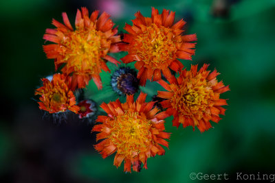 _5D35697.jpg