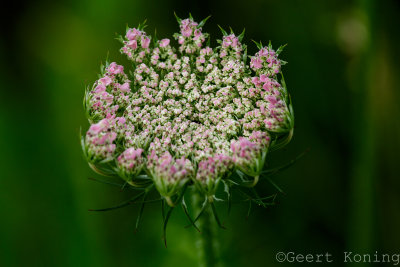 _5D35898.jpg