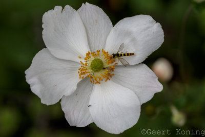 Japanese anemone/Japanse anemoon