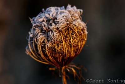 _5D36808.jpg