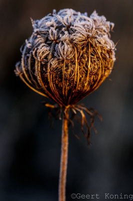 _5D36811.jpg