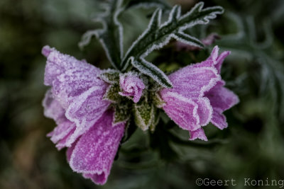 _5D36900.jpg