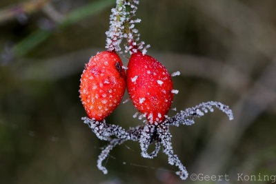 _5D37130.jpg