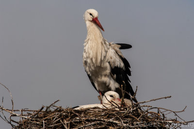 Herons/Reigers