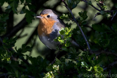 European robin/Roodborstje