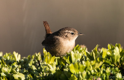 Wren/Winterkoninkje