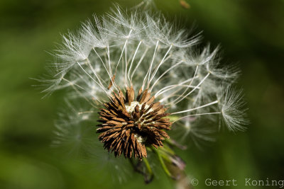 _5D38235.jpg