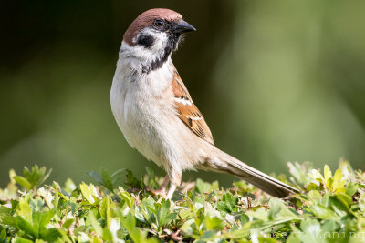 Sparrow/Mussen