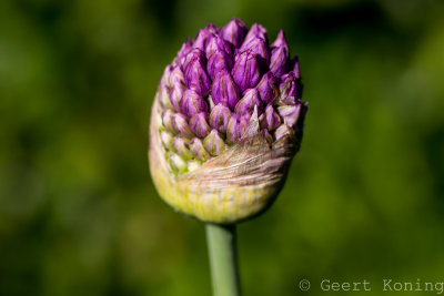 _5D38777.JPG
