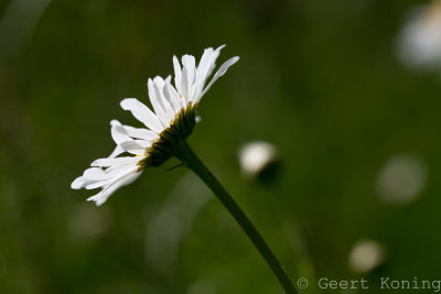 Daisy/Margriet