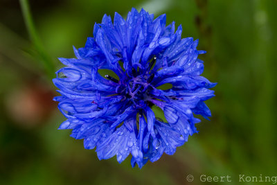 Cornflower/Korenbloem