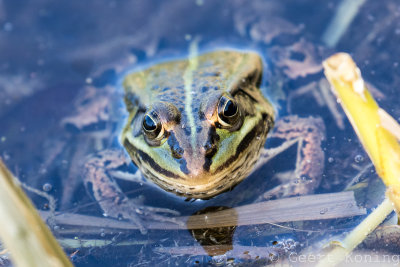 Frogs/Kikkers