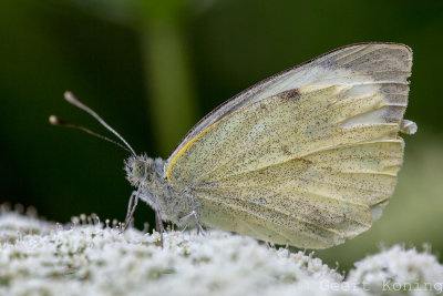 _5D30646.JPG