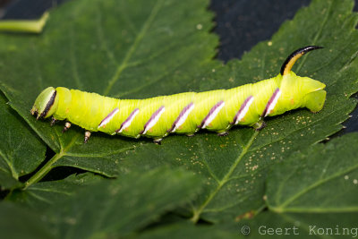 Caterpillars/Rupsen