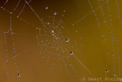 Spider Web/Spinnenweb