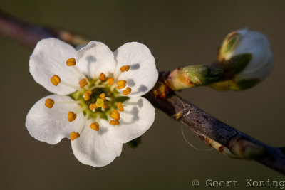 _5D32371.JPG