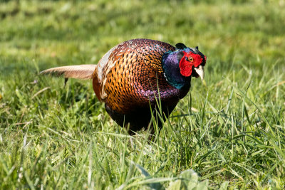 Pheasant/Fazant