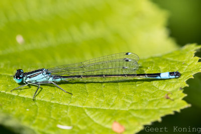 Damselflies/Waterjuffers