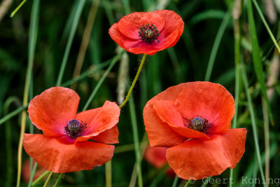_5D32958.JPG