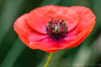 _5D32950.JPG