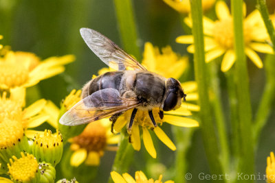 Insects/Insects