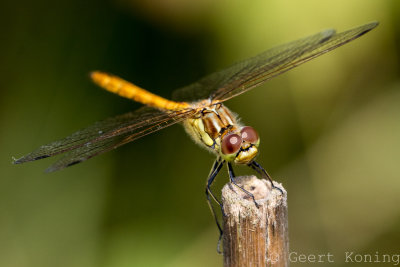 Dragonfly/Libelle