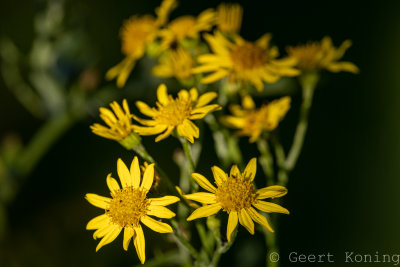 Ragwort / Jakobskruiskruid