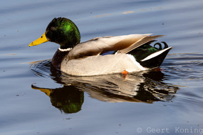 Ducks-Geese-Swans/Eendachtigen