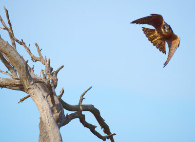 Nankeen Kestrel