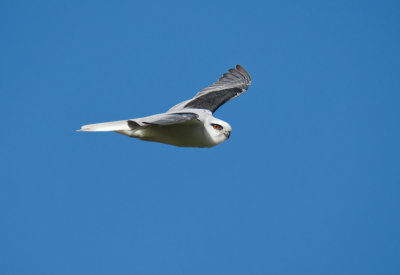 Black Shouldered Kite