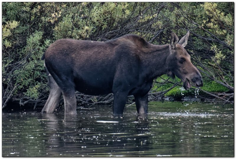 Moose Near Island Lake Reservoir