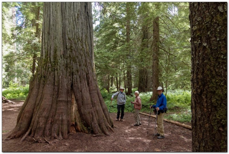Ross Creek Cedars
