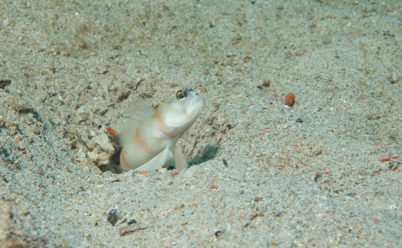 Steinitz's Shrimpgoby