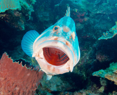 Cleaning_Station_Grouper_1.jpg