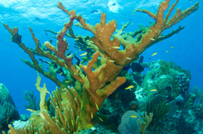 Elkhorn Coral