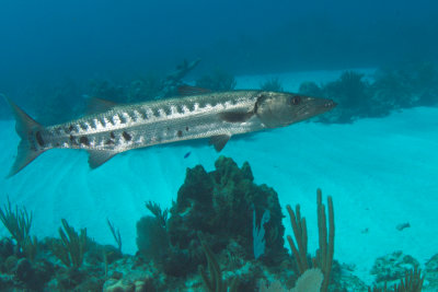 Barracuda